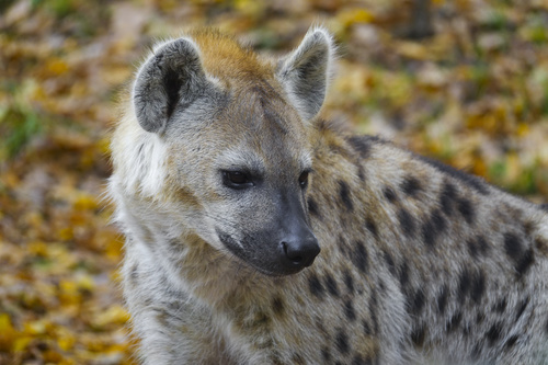 Spotted hyena Stock Photo 05