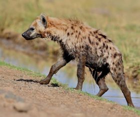Spotted hyena Stock Photo 06