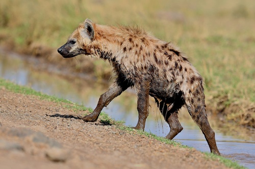 Spotted hyena Stock Photo 06