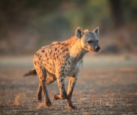 Spotted hyena Stock Photo 07