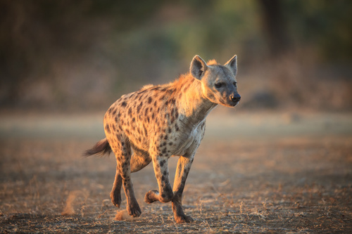 Spotted hyena Stock Photo 07