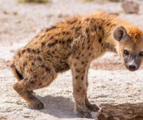 Spotted hyena Stock Photo 08