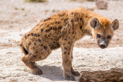 Spotted hyena Stock Photo 08