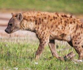 Spotted hyena Stock Photo 09