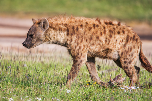 Spotted hyena Stock Photo 09