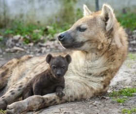 Spotted hyena Stock Photo 10