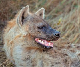 Spotted hyena Stock Photo 11