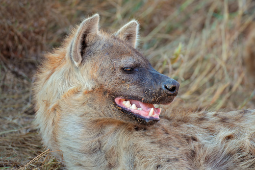 Spotted hyena Stock Photo 11