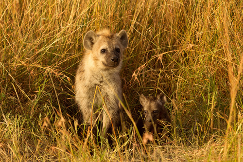 Spotted hyena Stock Photo 12