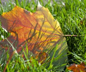 Stock Photo Autumn leaves 01