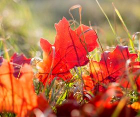 Stock Photo Autumn leaves 02