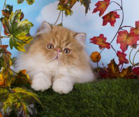 Stock Photo Cat and pumpkin