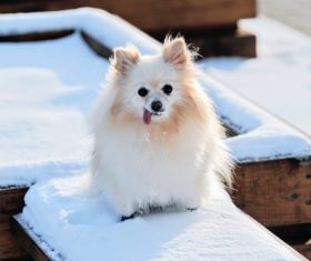 Stock Photo Cute pomeranin on the snow