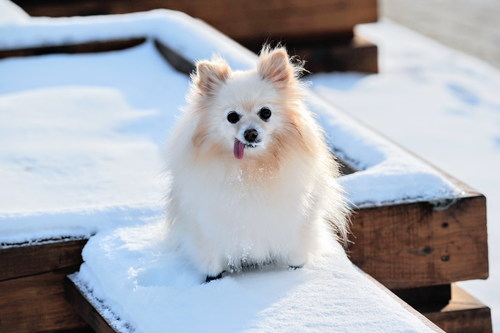 Stock Photo Cute pomeranin on the snow