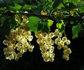 Stock Photo Gooseberry-clear close-up on the vine