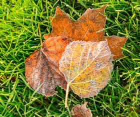 Stock Photo Green meadow and withered leaves