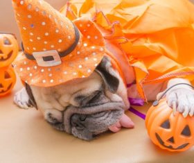 Stock Photo Halloween puppy with pumpkin lantern