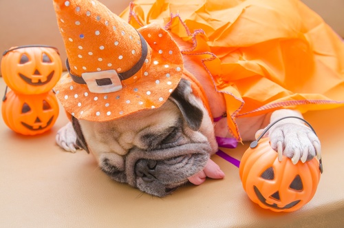 Stock Photo Halloween puppy with pumpkin lantern
