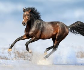 Stock Photo Horse running on the snow 01