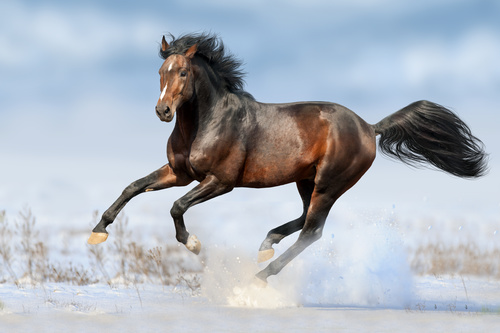 Stock Photo Horse running on the snow 01