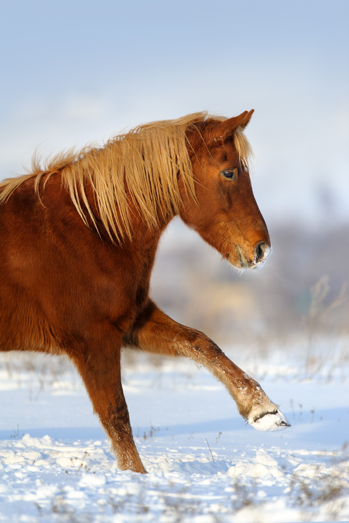 Stock Photo Horse running on the snow 02