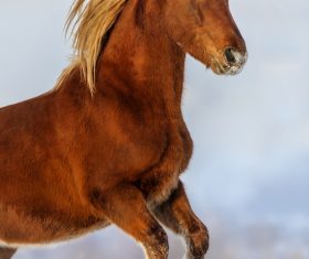 Stock Photo Horse running on the snow 03