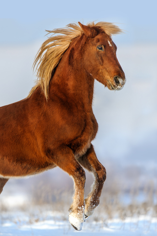 Stock Photo Horse running on the snow 03