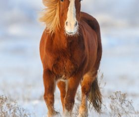 Stock Photo Horse running on the snow 04
