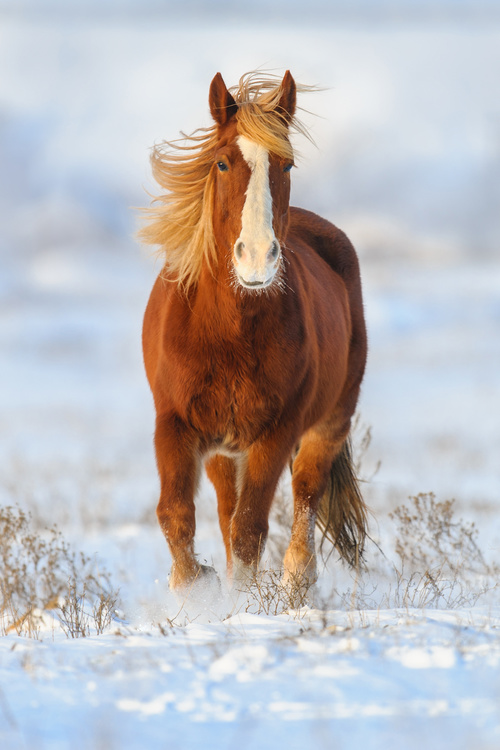 Stock Photo Horse running on the snow 04