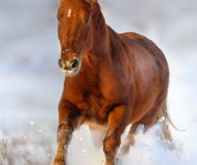 Stock Photo Horse running on the snow 05