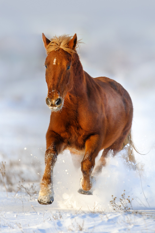 Stock Photo Horse running on the snow 05