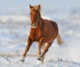 Stock Photo Horse running on the snow 06