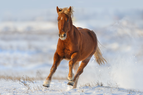 Stock Photo Horse running on the snow 06