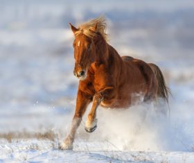 Stock Photo Horse running on the snow 07