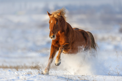 Stock Photo Horse running on the snow 07