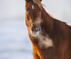 Stock Photo Horse running on the snow 08