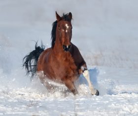Stock Photo Horse running on the snow 09