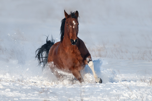 Stock Photo Horse running on the snow 09