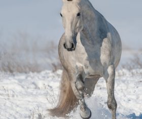 Stock Photo Horse running on the snow 10