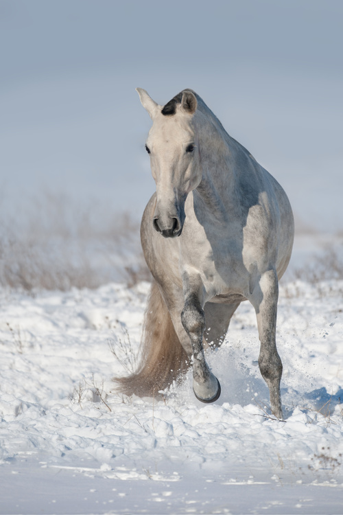 Stock Photo Horse running on the snow 10