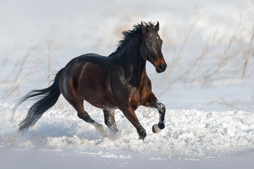 Stock Photo Horse running on the snow 11
