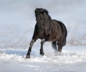 Stock Photo Horse running on the snow 12