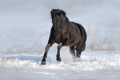 Stock Photo Horse running on the snow 12