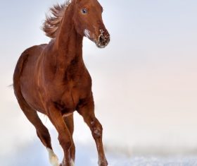 Stock Photo Horse running on the snow 13