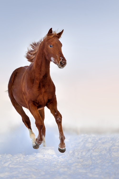 Stock Photo Horse running on the snow 13