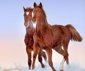 Stock Photo Horse running on the snow 14
