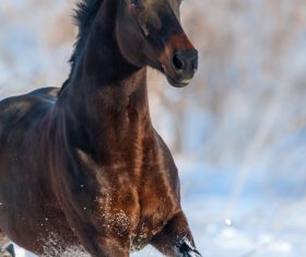 Stock Photo Horse running on the snow 15