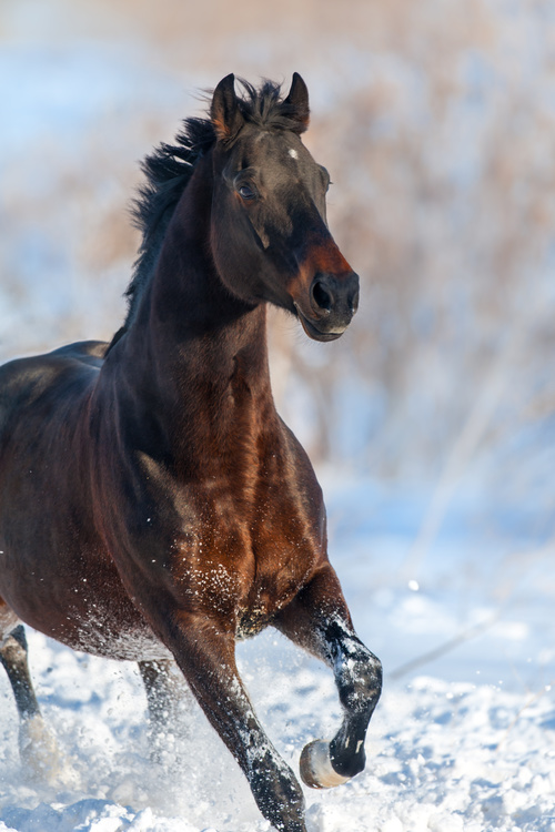 Stock Photo Horse running on the snow 15