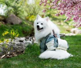 Stock Photo Japanese Spitz