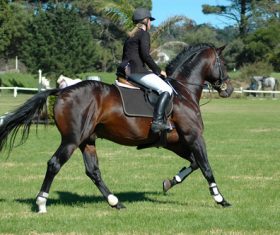 Stock Photo Knight riding horse at the racecourse